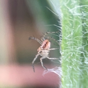 Oxyopes sp. (genus) at Legacy Park Woodland Reserve - 20 Mar 2024 04:13 PM