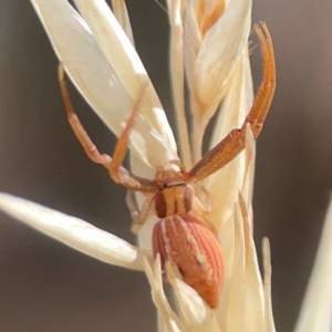 Runcinia acuminata at Legacy Park Woodland Reserve - 20 Mar 2024