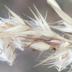 Runcinia acuminata at Legacy Park Woodland Reserve - 20 Mar 2024