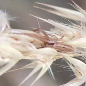 Runcinia acuminata at Legacy Park Woodland Reserve - 20 Mar 2024