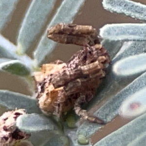 Arkys sp. (genus) at Legacy Park Woodland Reserve - 20 Mar 2024