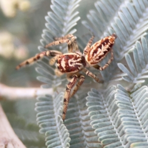 Opisthoncus serratofasciatus at Legacy Park Woodland Reserve - 20 Mar 2024 05:14 PM