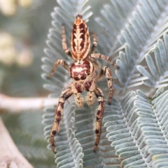 Opisthoncus serratofasciatus at Legacy Park Woodland Reserve - 20 Mar 2024 05:14 PM