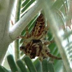 Opisthoncus serratofasciatus at Legacy Park Woodland Reserve - 20 Mar 2024 05:14 PM