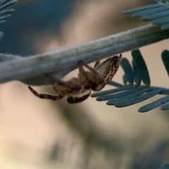 Opisthoncus serratofasciatus at Legacy Park Woodland Reserve - 20 Mar 2024