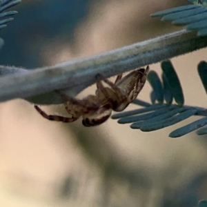 Opisthoncus serratofasciatus at Legacy Park Woodland Reserve - 20 Mar 2024 05:14 PM