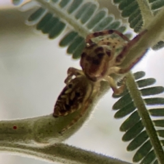 Opisthoncus serratofasciatus at Legacy Park Woodland Reserve - 20 Mar 2024