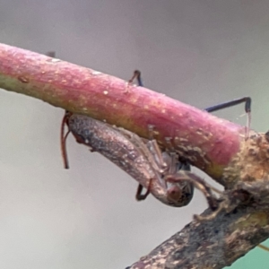 Cicadellidae (family) at Legacy Park Woodland Reserve - 20 Mar 2024