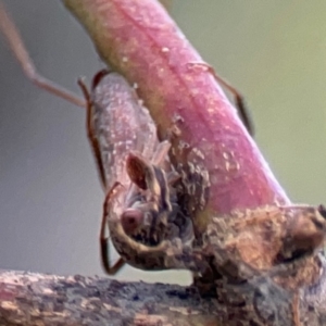 Cicadellidae (family) at Legacy Park Woodland Reserve - 20 Mar 2024