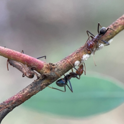 Coccoidea (superfamily) (Mealy bug or scale insect) at Legacy Park Woodland Reserve - 20 Mar 2024 by Hejor1