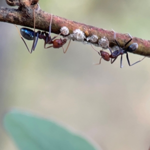 Iridomyrmex purpureus at Legacy Park Woodland Reserve - 20 Mar 2024