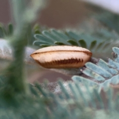 Blattodea (order) (Unidentified cockroach) at Campbell, ACT - 20 Mar 2024 by Hejor1