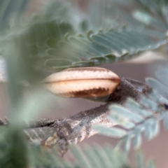 Blattodea (order) at Legacy Park Woodland Reserve - 20 Mar 2024 04:32 PM