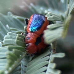 Calomela bartoni (Acacia Leaf Beetle) at Campbell, ACT - 20 Mar 2024 by Hejor1