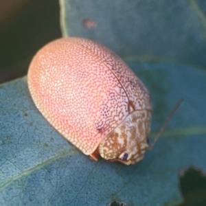 Paropsis atomaria at Legacy Park Woodland Reserve - 20 Mar 2024 06:00 PM