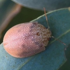 Paropsis atomaria at Legacy Park Woodland Reserve - 20 Mar 2024 06:00 PM