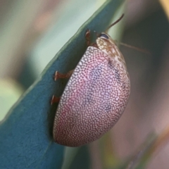 Paropsis atomaria at Legacy Park Woodland Reserve - 20 Mar 2024 06:00 PM