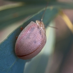 Paropsis atomaria at Legacy Park Woodland Reserve - 20 Mar 2024 06:00 PM