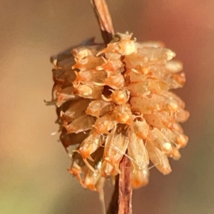 Paropsis atomaria at Legacy Park Woodland Reserve - 20 Mar 2024