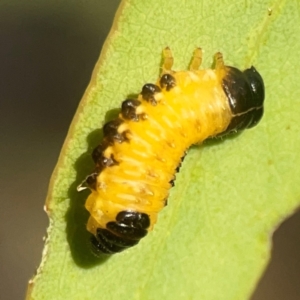 Paropsis atomaria at Legacy Park Woodland Reserve - 20 Mar 2024