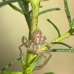 Neosparassus sp. (genus) (Badge huntsman) at Legacy Park Woodland Reserve - 20 Mar 2024 by Hejor1