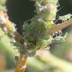 Aphididae (family) (Unidentified aphid) at Campbell, ACT - 20 Mar 2024 by Hejor1