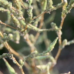 Aphididae (family) at Legacy Park Woodland Reserve - 20 Mar 2024