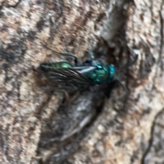 Mutillidae (family) (Unidentified Mutillid wasp or velvet ant) at Legacy Park Woodland Reserve - 20 Mar 2024 by Hejor1