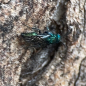 Mutillidae (family) at Legacy Park Woodland Reserve - 20 Mar 2024