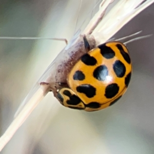 Harmonia conformis at Legacy Park Woodland Reserve - 20 Mar 2024