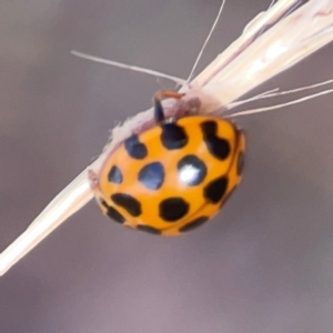 Harmonia conformis at Legacy Park Woodland Reserve - 20 Mar 2024