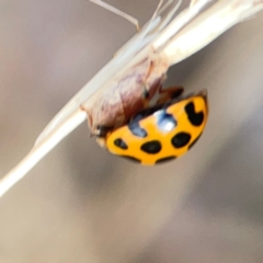 Harmonia conformis at Legacy Park Woodland Reserve - 20 Mar 2024