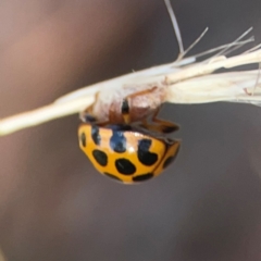 Harmonia conformis at Legacy Park Woodland Reserve - 20 Mar 2024 05:47 PM