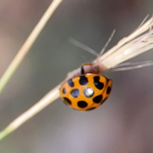 Harmonia conformis at Legacy Park Woodland Reserve - 20 Mar 2024