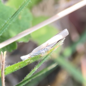 Culladia cuneiferellus at Legacy Park Woodland Reserve - 20 Mar 2024 05:43 PM