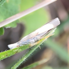 Culladia cuneiferellus at Legacy Park Woodland Reserve - 20 Mar 2024