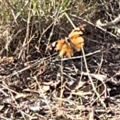 Heteronympha merope at Legacy Park Woodland Reserve - 20 Mar 2024