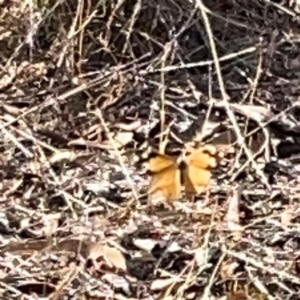 Heteronympha merope at Legacy Park Woodland Reserve - 20 Mar 2024