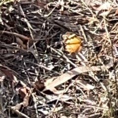 Heteronympha merope at Legacy Park Woodland Reserve - 20 Mar 2024