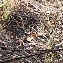 Heteronympha merope at Legacy Park Woodland Reserve - 20 Mar 2024