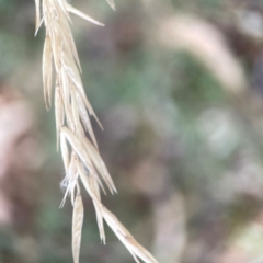 Rytidosperma (genus) (Wallaby Grass) at Legacy Park Woodland Reserve - 20 Mar 2024 by Hejor1