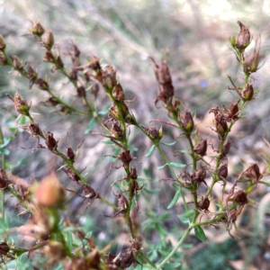 Hypericum perforatum at Legacy Park Woodland Reserve - 20 Mar 2024