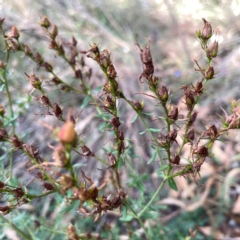 Hypericum perforatum at Legacy Park Woodland Reserve - 20 Mar 2024