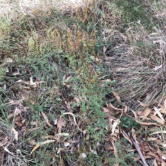 Hypericum perforatum at Legacy Park Woodland Reserve - 20 Mar 2024