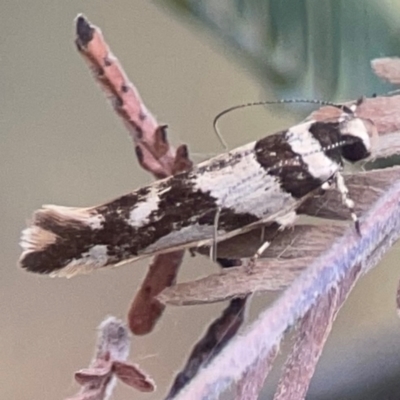 Macrobathra desmotoma ( A Cosmet moth) at Campbell, ACT - 20 Mar 2024 by Hejor1