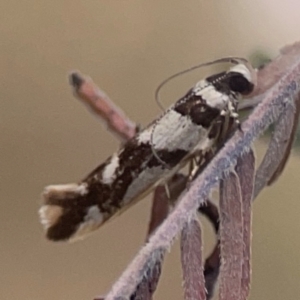 Macrobathra desmotoma at Legacy Park Woodland Reserve - 20 Mar 2024