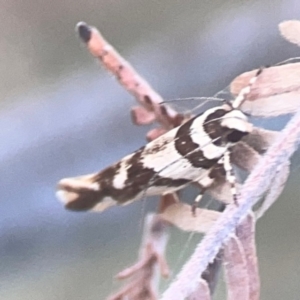 Macrobathra desmotoma at Legacy Park Woodland Reserve - 20 Mar 2024