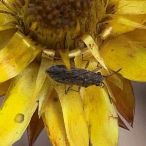 Nysius sp. (genus) at Legacy Park Woodland Reserve - 20 Mar 2024