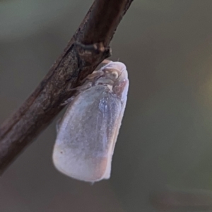 Anzora unicolor at Legacy Park Woodland Reserve - 20 Mar 2024