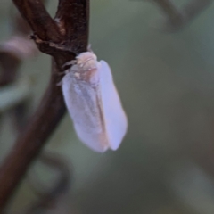 Anzora unicolor at Legacy Park Woodland Reserve - 20 Mar 2024